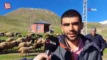 Karlı Süphan Dağı’nın eteklerinde kuzu ve koyunların renkli buluşması