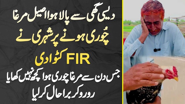 Desi Ghee Se Pala Hua Aseel Murga Chori Hone Pe Shehri Ne FIR Katwa Di - Ru Ru Kar Bura Haal Kar Lia
