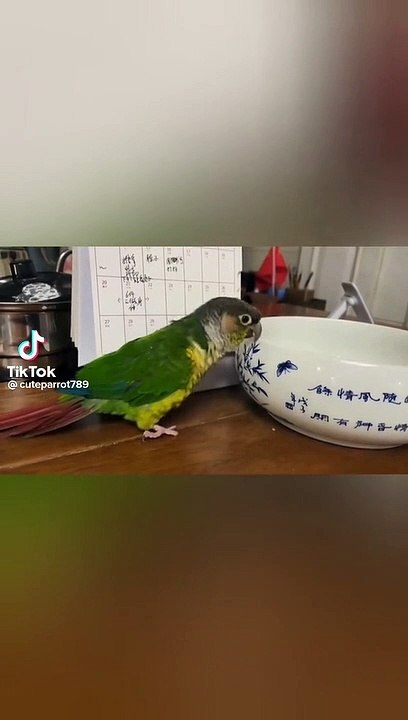 suncanure#parrots#funnyvideos#funnyanimals