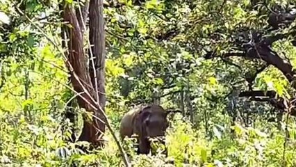 ঝাড়গ্রাম: জঙ্গলমহলে ফের হাতির হানায় মৃত্যু এক ব্যক্তির