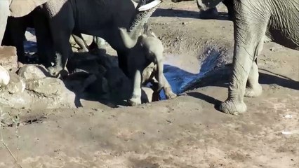 Watch as This Baby Elephant Struggles to Keep Up With its Mother