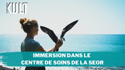 Immersion dans le centre de soins de la SEOR.