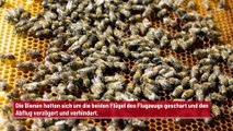 Flugzeug startet mit Verspätung wegen eines Bienenschwarms