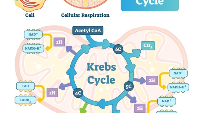Durchbruch in der Lungenkrebsforschung: Können alte Viren den Krebs heilen?