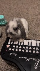 Bunny Plays Piano for Treats