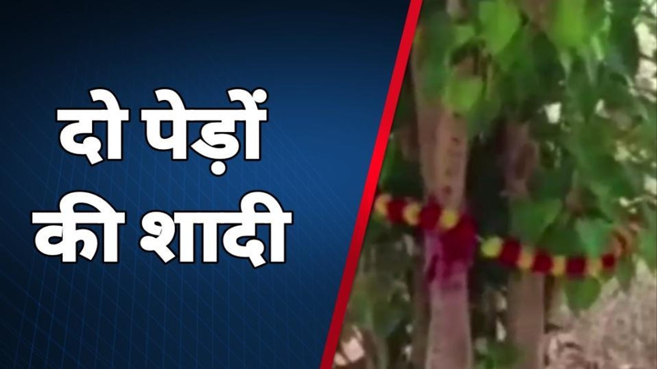 जोधपुर : दो पेड़ों की शादी इस शादी में बकायदा हल्दी से लेकर मेहंदी तक की रसम अदा की गई