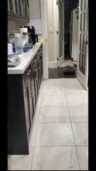 Unbothered Cat Rides a Robot Vacuum