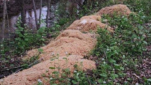 ‘More than 500lbs’ of cooked pasta mysteriously dumped in river
