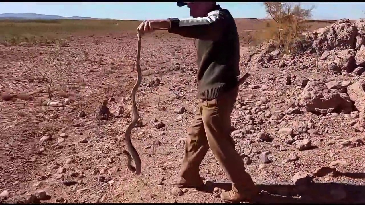 A Cobra snake hunting trip