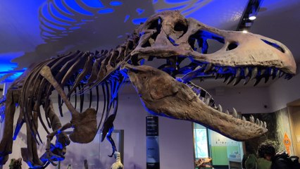 We visit the Great North Museum Hancock to learn about it’s history