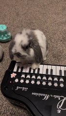 Bunny Plays Piano for Treats