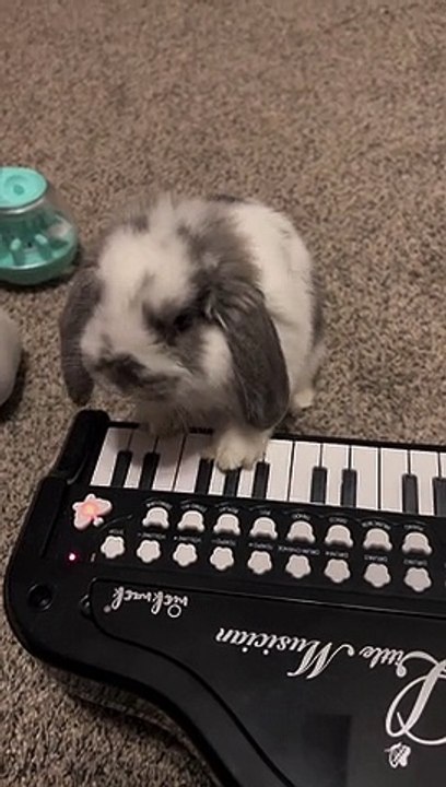Bunny Plays Piano for Treats