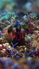 cette crevette peut te casser un bras