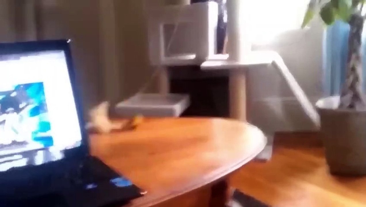 Funniest Animals Video - Best Cats  and Dogs Videos