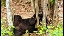 Documentaire Animalier Chroniques de l_Asie Sauvage DVD 2_3(480P)