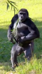 ISSEI funny video  New Meme Remix