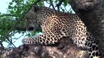 Les prédateurs d_Afrique - Icônes de la vie sauvage - documentaire animaux - HD - Amp(720P_HD)