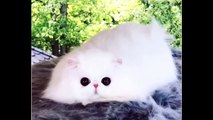 Cute and Funny Cats _ Cute Cats and Dogs Videos - The PawVerse Vol 028