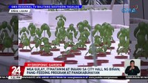 Mga gulay, itinatanim at inaani sa City Hall ng Biñan; pang-feeding program at pangkabuhayan | 24 Oras