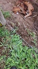 Cuddly Cow Befriends Newly Rescued Puppy
