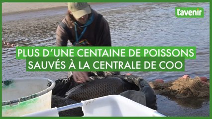 Plus d'une centaine de poissons sauvés à la centrale de Coo