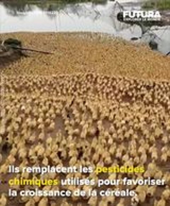 Le grand nettoyage de printemps des rizières chinoises avec... des milliers de canards !