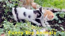 Funny Cats and dogs Videos | Funny Compilation | Cats and dogs | Funny Animals Videos | Funny Top Animals
