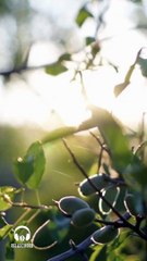 Relaxing sounds - Birds Chirping 