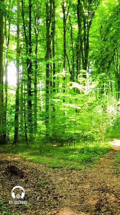 Relaxing Nature Sounds & Birds Chirping Birds Sounds For Meditation