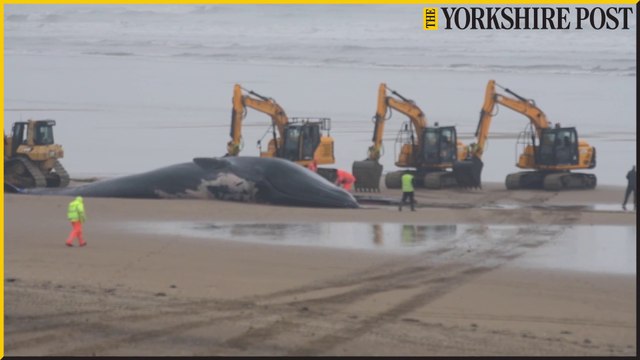 Removal of beached fin whale at Bridlington South Beach