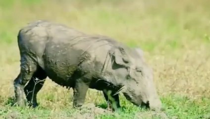 Macan tutul sang pemangsa