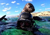Sea Lion Wants A Piggyback Ride