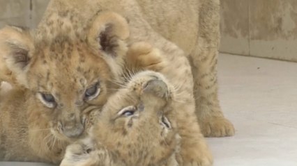Six Lion Cubs Draw Crowds at Pakistan Zoo