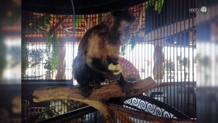 Niegan acceso a inspectores de PROFEPA a restaurante de Amatitán donde maltratan camellos