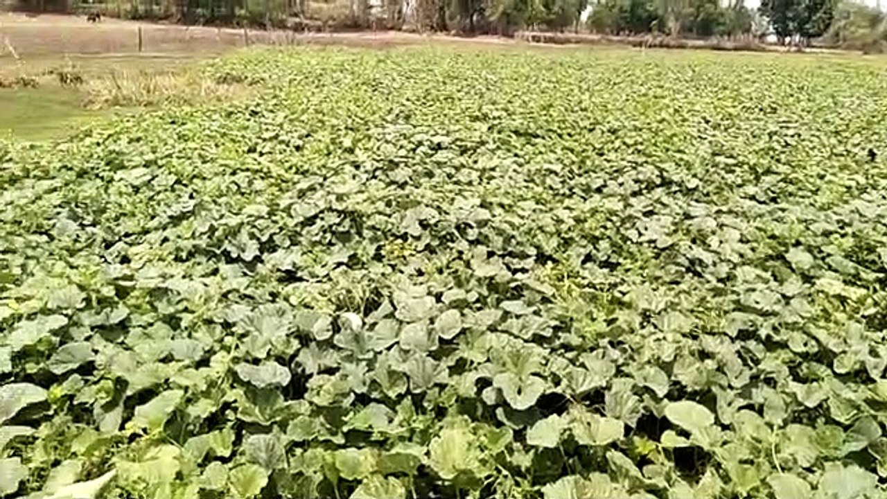 Reasonable price is not available after more arrivals in the market