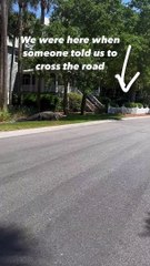 Vídeo mostra jacaré gigante a vaguear por rua nos EUA