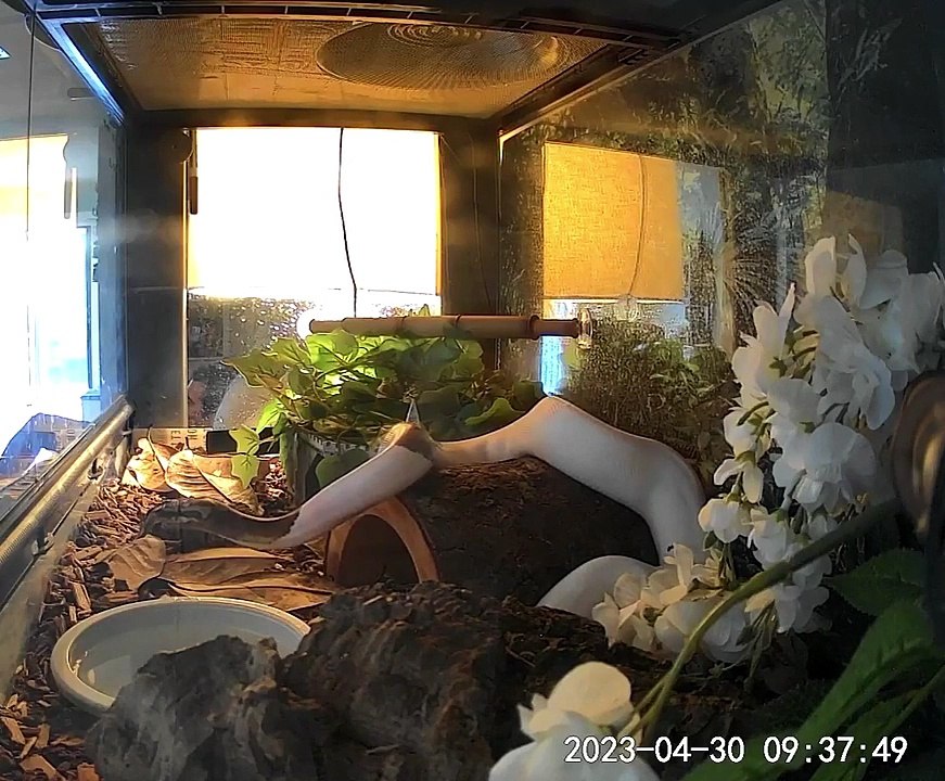 Ball Python Monte's Big Fart