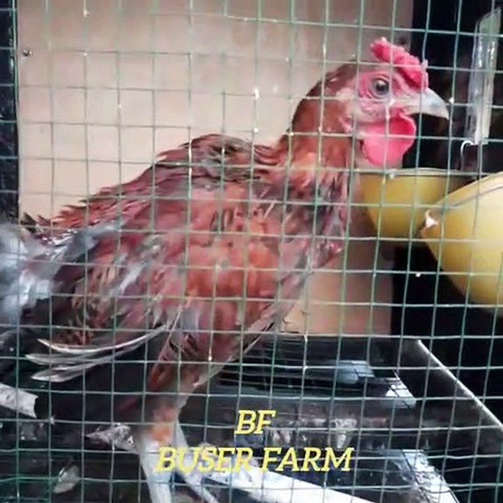 VIRAL CHICKEN LAUGHING LOL LOL LOL