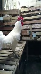 WHITE FAMOUS CHICKEN LAUGHING