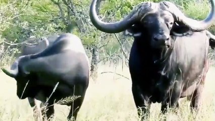 Kelemahan macan tutul