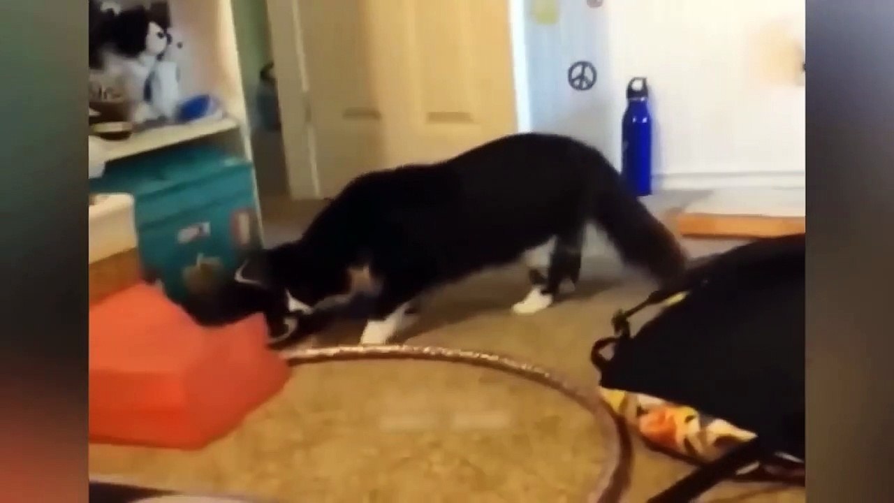 Funniest Animals Video - Best Cats  and Dogs Videos