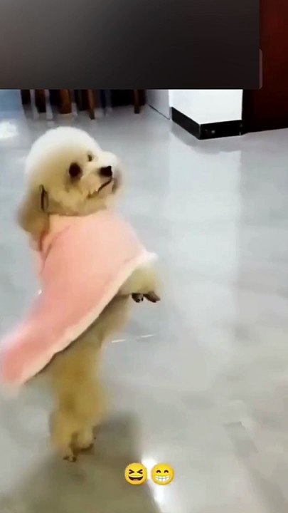 Cute Puppy