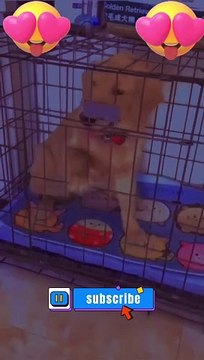 Why do you scare Cat and Dog | #daily #dailymation #dailymotionshorts #dailymotionreels #shorts #youtubeshorts #funny #cats #fun #jokes #cats #cat #viral #youtube