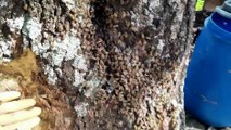 Enxame de abelhas é retirado pela Defesa Civil no Floresta