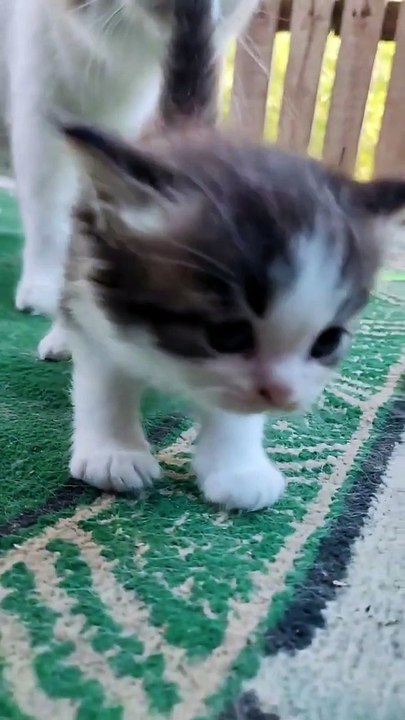 Funny Cat  Cute Kitten