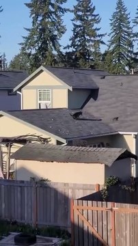 Ce chien a pour habitude de faire ses besoins... sur le toit