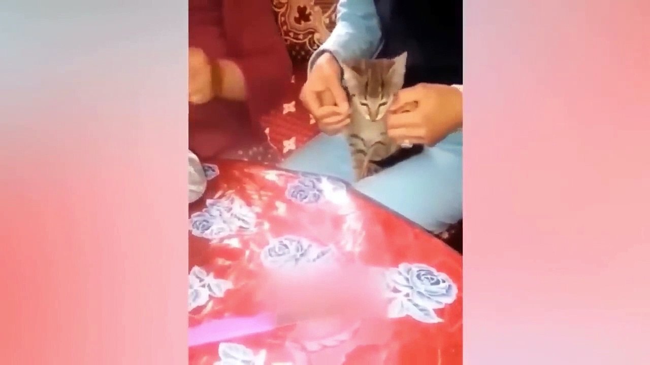 Funniest Animals Video - Best Cats  and Dogs Videos