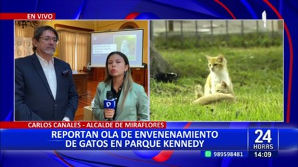 Alcalde de Miraflores rechaza que el Municipio esté envenenando gatos del Parque Kennedy