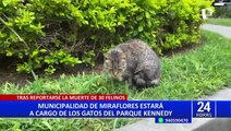 Alcalde de Miraflores rechaza que el Municipio esté envenenando gatos del Parque Kennedy