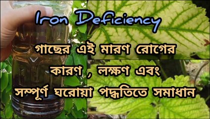 গাছের পাতা ফ্যাকাশে হয়ে অকালে ঝরে পড়ছে ? আয়রন ক্লোরোসিস নয় তো ? Iron Deficiency । Chlorosis